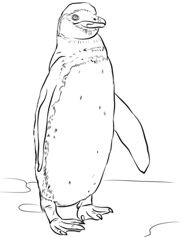 Galapagos Penguin Coloring Page